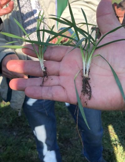NEW TECHNOLOGIES IN THE PRECISION FARMING AND THE RESULTS OUT OF THEM11
