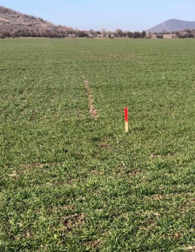 NEW TECHNOLOGIES IN THE PRECISION FARMING AND THE RESULTS OUT OF THEM12